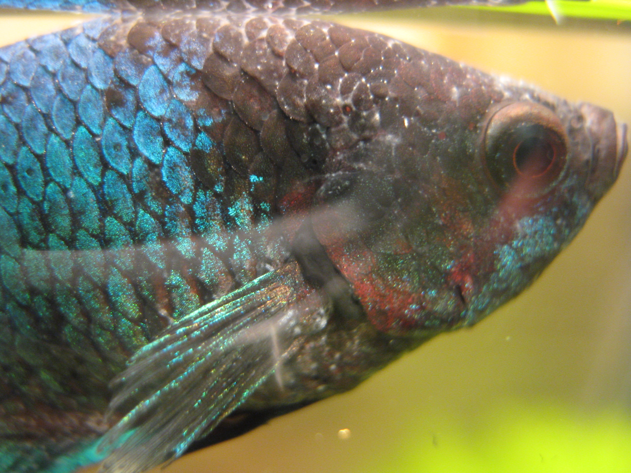 Рыбка петушок ихтиофтириоз