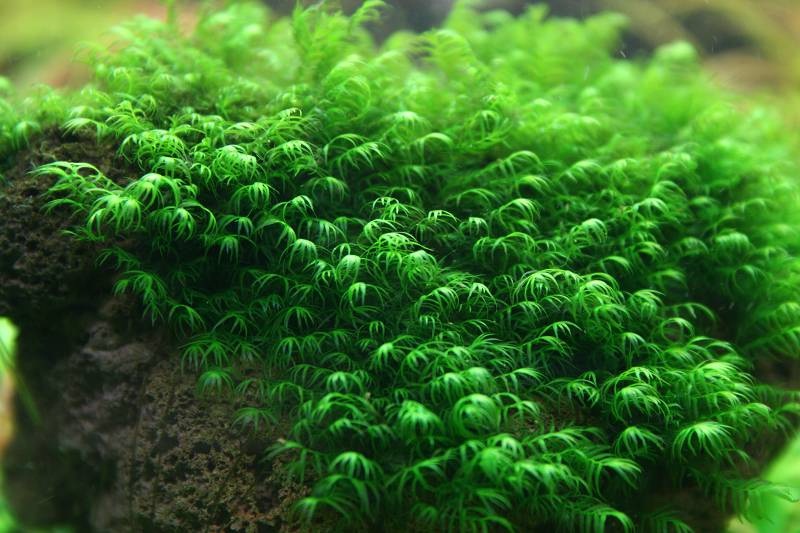 moss ve bitki cesitleri akvaryumda com bitki balik ve akvaryum forumu akvaryumda bulusalim