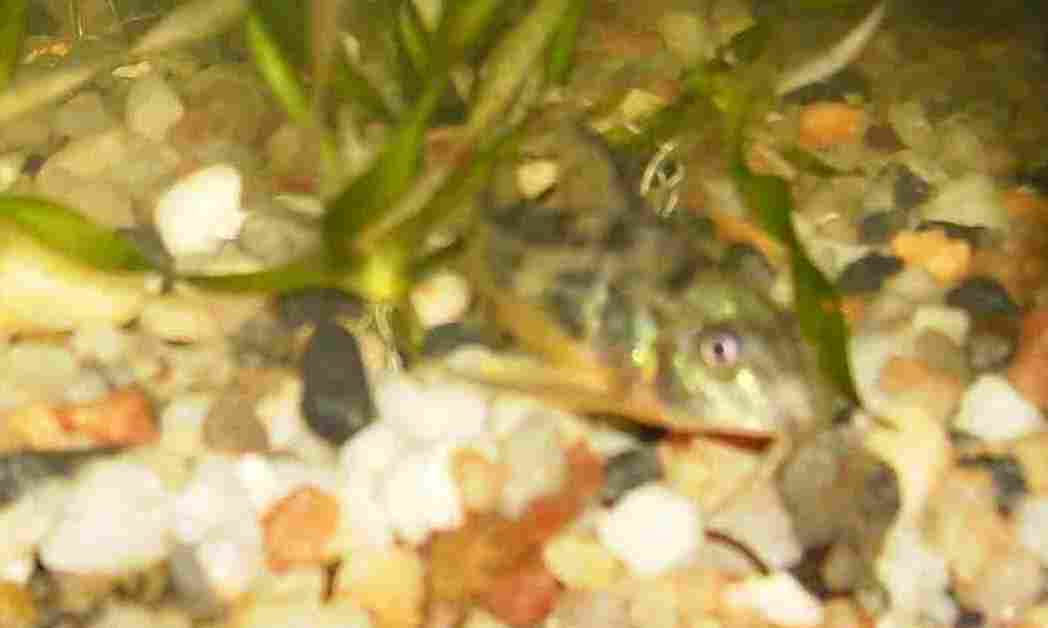 Биокорин Тетра Инструкция