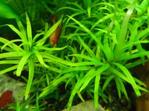 ������������� �����������