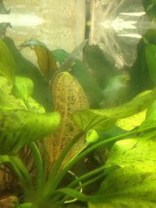 ������������� �����������