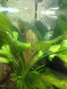 ������������� �����������