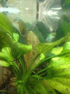 ������������� �����������