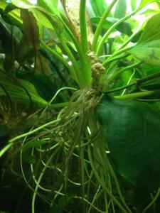 ������������� �����������