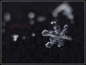 ������������� �����������