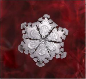 ������������� �����������