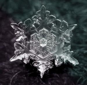 ������������� �����������