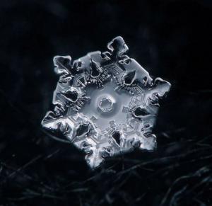 ������������� �����������