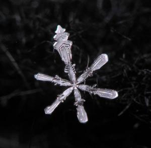 ������������� �����������