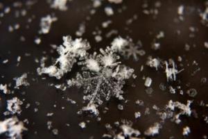 ������������� �����������