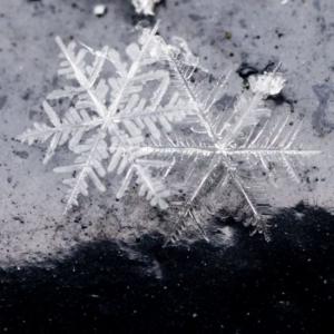 ������������� �����������