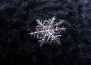 ������������� �����������