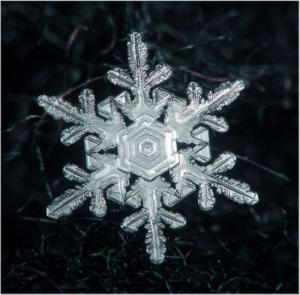 ������������� �����������