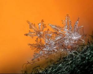 ������������� �����������