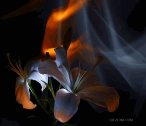 ������������� �����������