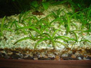 ������������� �����������