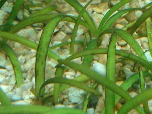 ������������� �����������