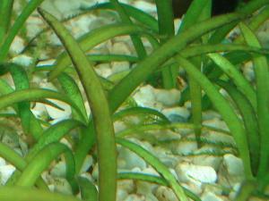 ������������� �����������