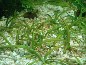 ������������� �����������