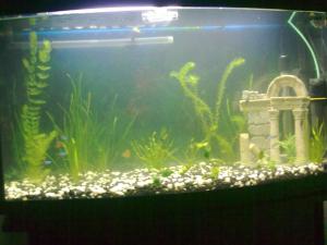 ������������� �����������