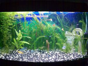 ������������� �����������