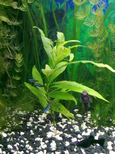 ������������� �����������