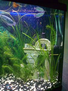 ������������� �����������