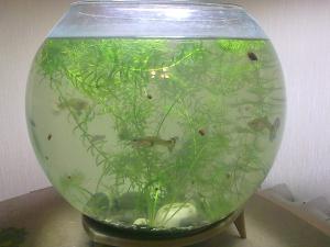 ������������� �����������