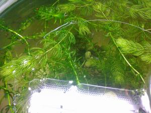 ������������� �����������