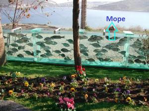 ������������� �����������