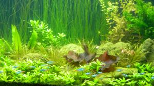 ������������� �����������