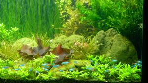 ������������� �����������