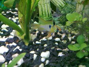 ������������� �����������