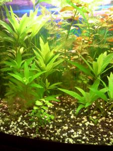 ������������� �����������