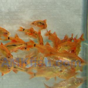 ������������� �����������