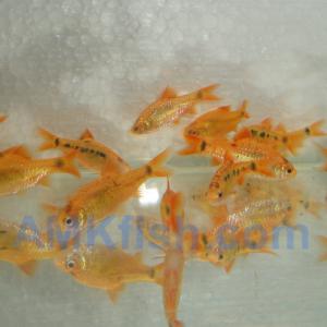 ������������� �����������