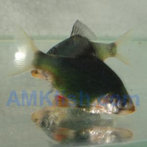 ������������� �����������