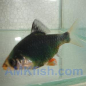 ������������� �����������