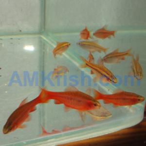 ������������� �����������