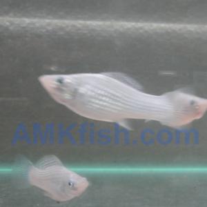 ������������� �����������