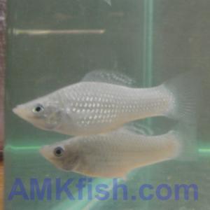 ������������� �����������