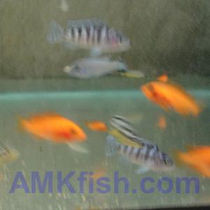 ������������� �����������