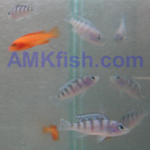 ������������� �����������