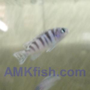 ������������� �����������