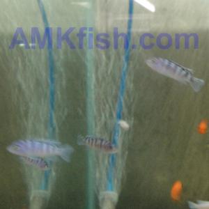 ������������� �����������