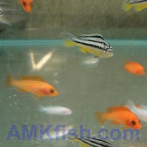 ������������� �����������