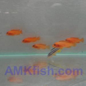 ������������� �����������