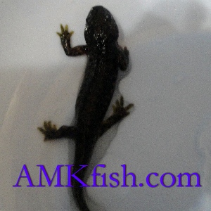 ������������� �����������