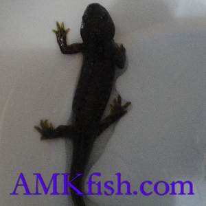 ������������� �����������