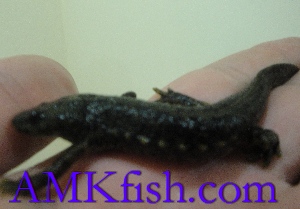 ������������� �����������